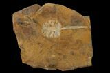 Paleocene Fossil Cone (Parataxodium) - North Dakota #156265-1